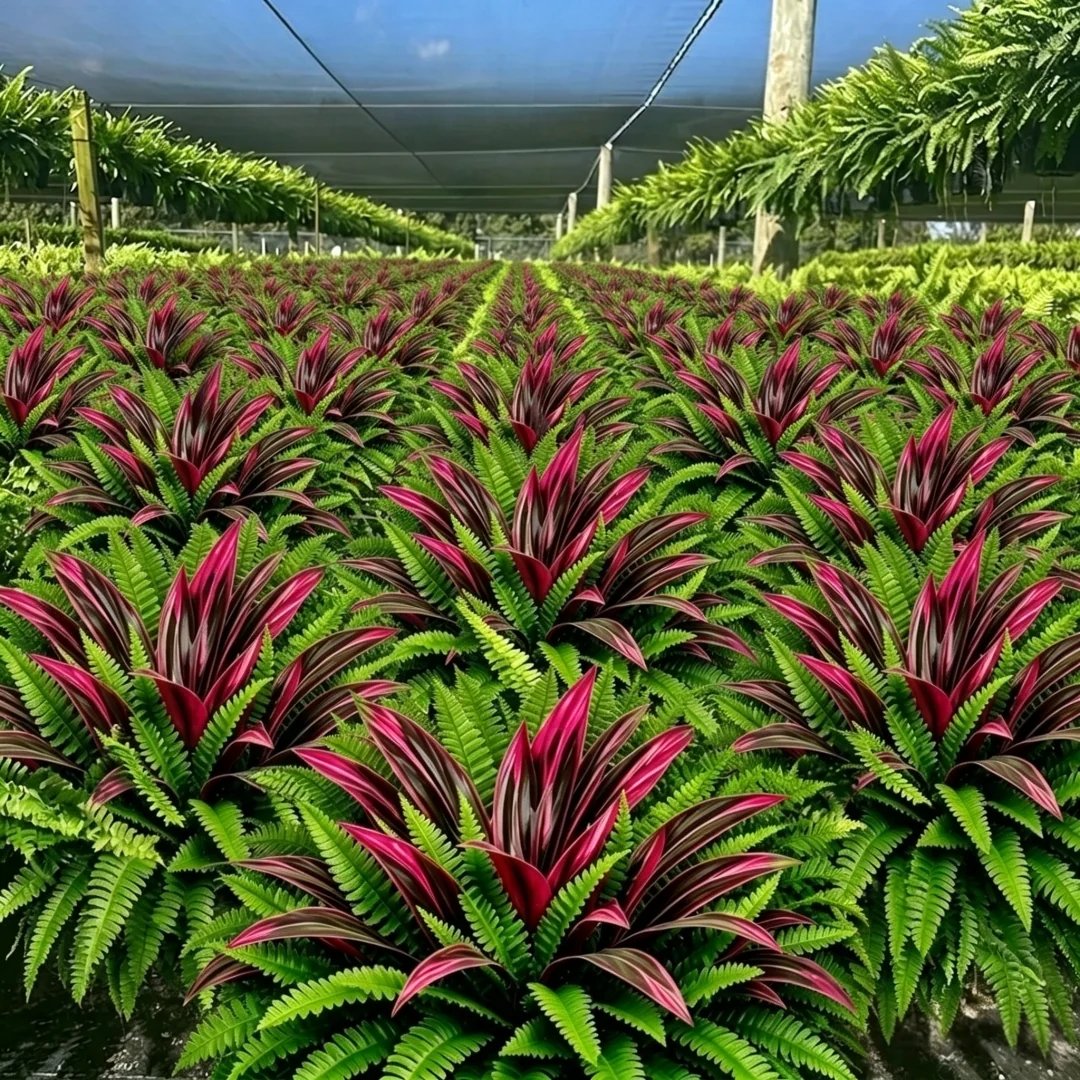 💥Zomeraanbieding🔥UV-bestendige kunstvaren en rode dracaena als decoratieve planten – vol, weelderig en kleurvast!