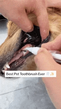 🔥1 + 1 GRATIS🔥 🦷 Een Simpele Manier Voor Betere Huisdierenverzorging 🐶✨