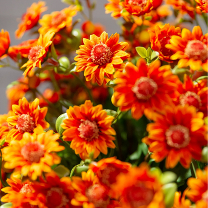 🌼- Kunstbloemen: chrysanten voor buiten die een zonsondergang nabootsen - UV-bestendig, waterdicht, windbestendig