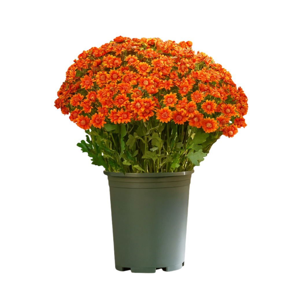 🌼- Kunstbloemen: chrysanten voor buiten die een zonsondergang nabootsen - UV-bestendig, waterdicht, windbestendig