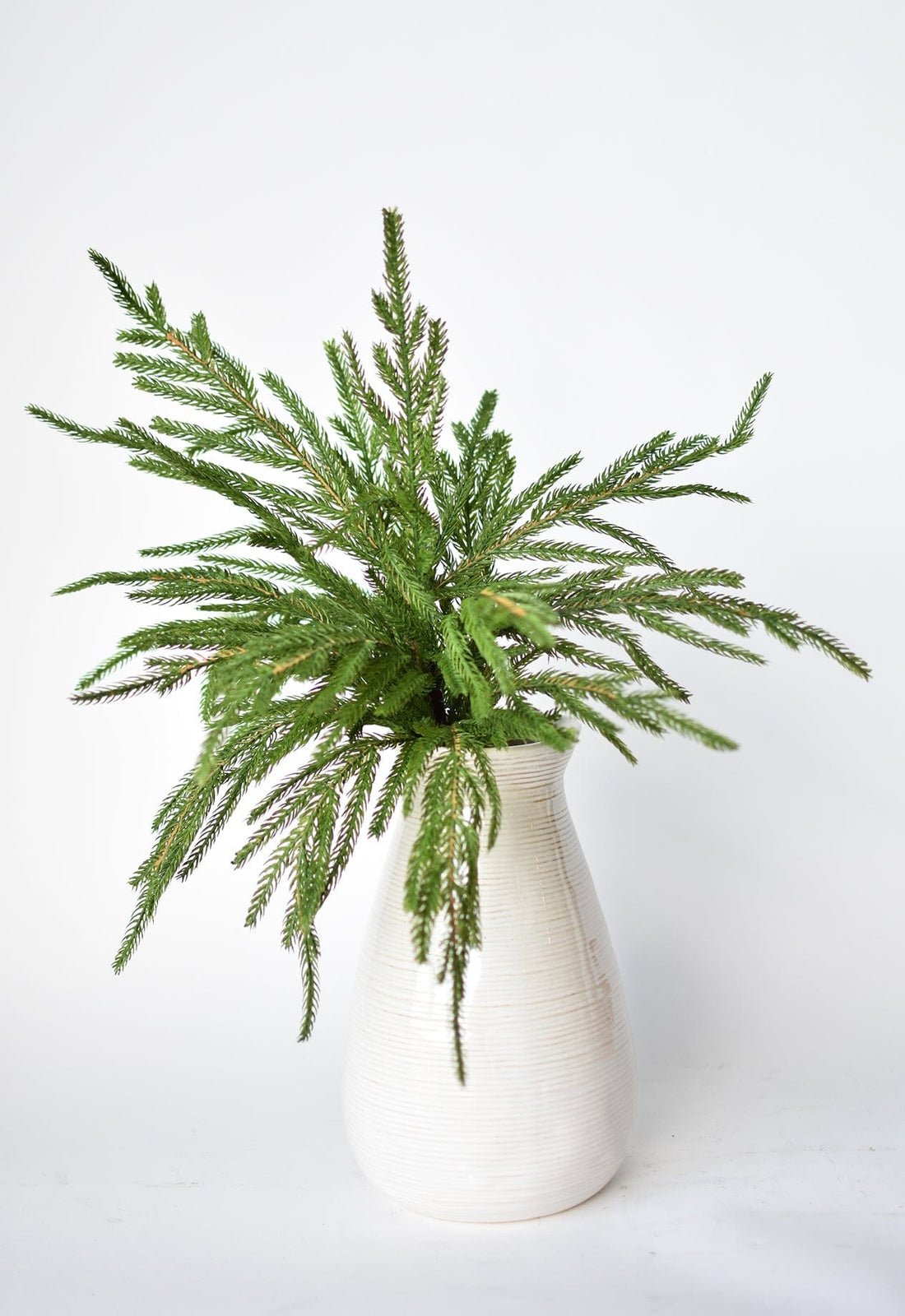 🎄Beautiful Christmas Special 49%🎄Norfolk Pine Branch