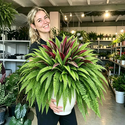 💥Zomeraanbieding🔥UV-bestendige kunstvaren en rode dracaena als decoratieve planten – vol, weelderig en kleurvast!