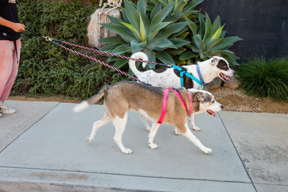 Laatste dag: 50% UIT! 🔥🐕Double Bungee Leash - 1e stap trainingshulpmiddel
